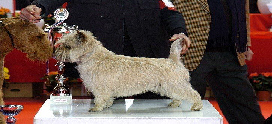 ALDO (1er excellent CAC-CACIB Meilleur de race LIMOGES 2008