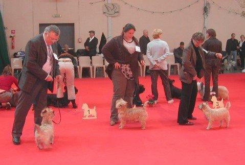 CHUPA CHUPS DU HAMEAU DES LANDES (2é ex (classe intermédiaire) Nationale d'élevage 2008)