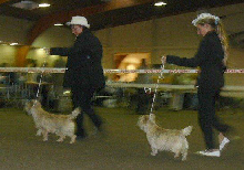 CONAN DU HAMEAU DES LANDES 2é EXCELLENT CLASSE JEUNE 5CHAMPIONNAT DE fRANCE  2008